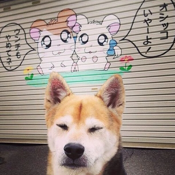 _冠军之战:历时多盘,精彩纷呈令人为之震撼_,冠军之巅节目