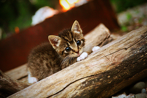 2018年季后赛:库里在与火箭的系列赛中投中史上最长距离的三分球,震撼全场!