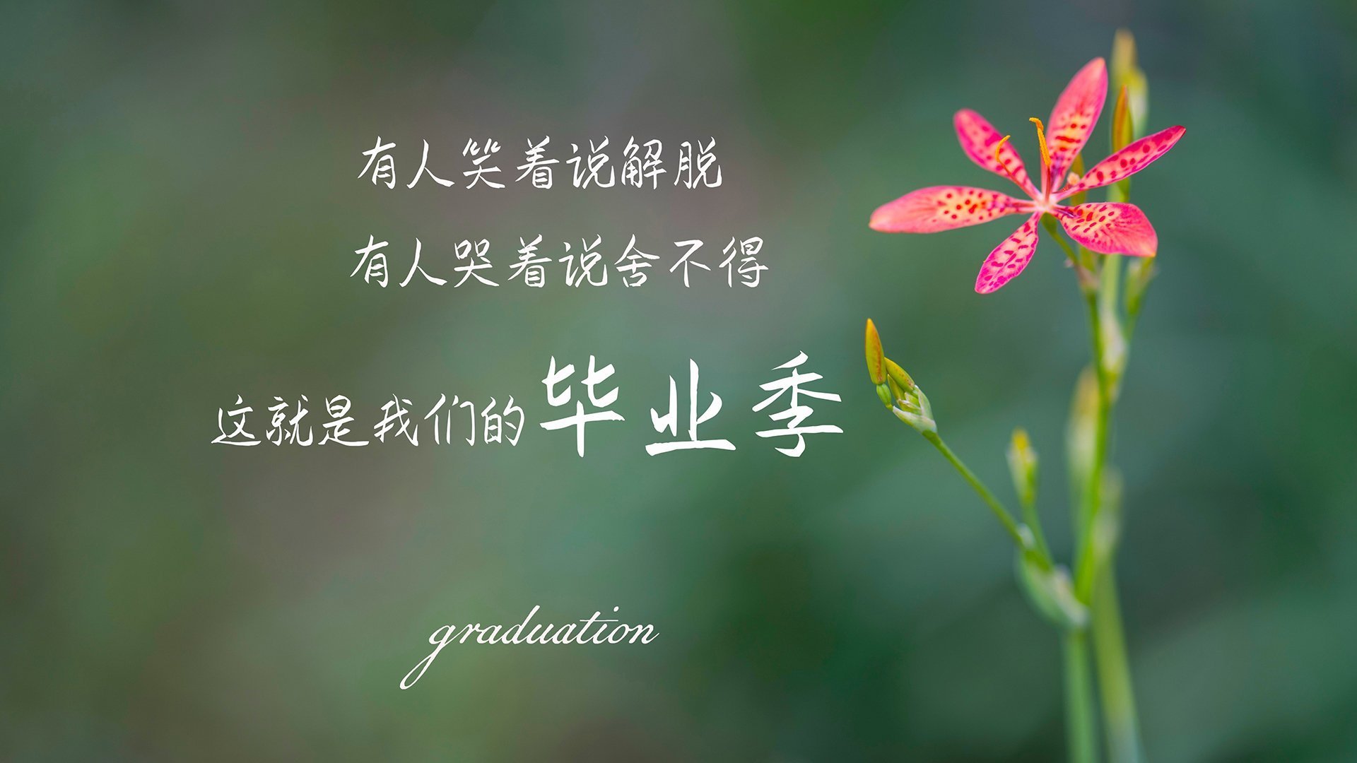 “雪域霸主：白色赛场的冠军归来”，雪域白图片