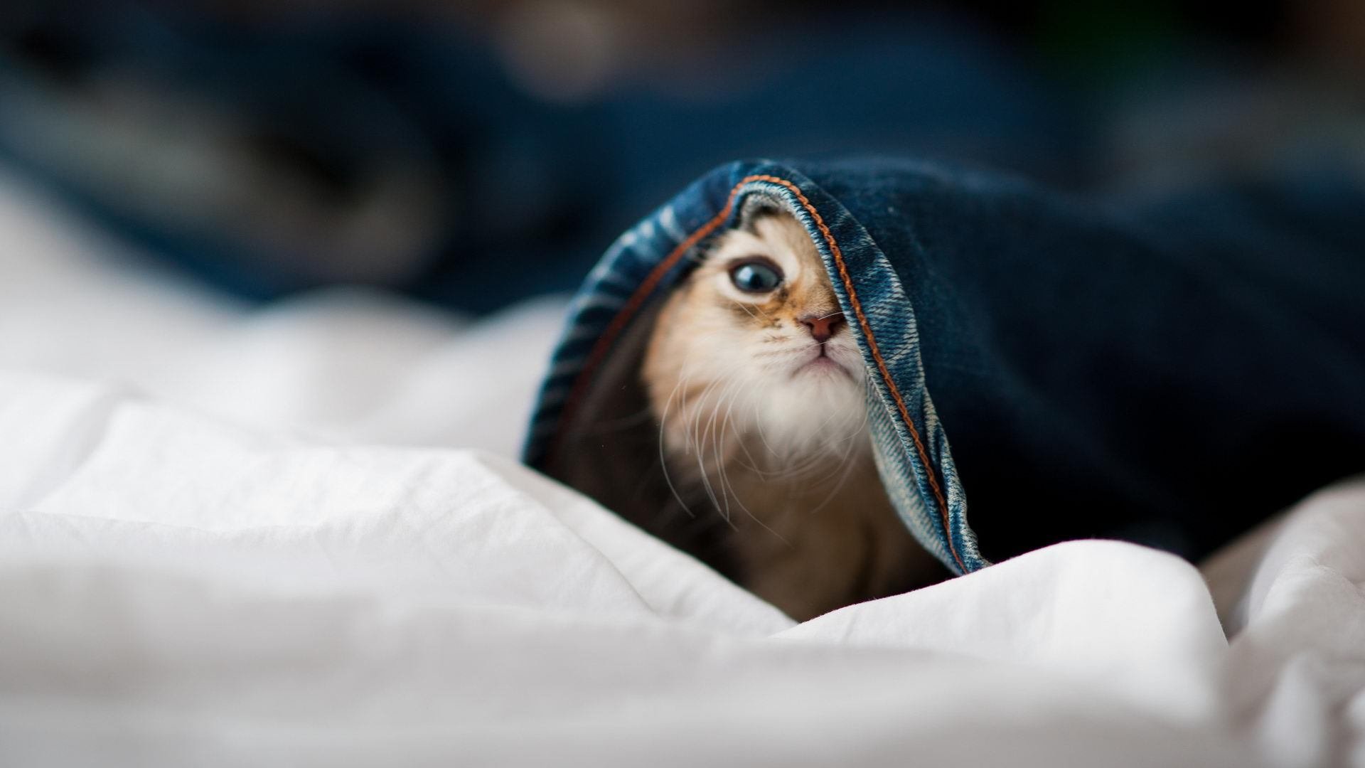 “雪域霸主：白色赛场的冠军归来”，雪域白图片