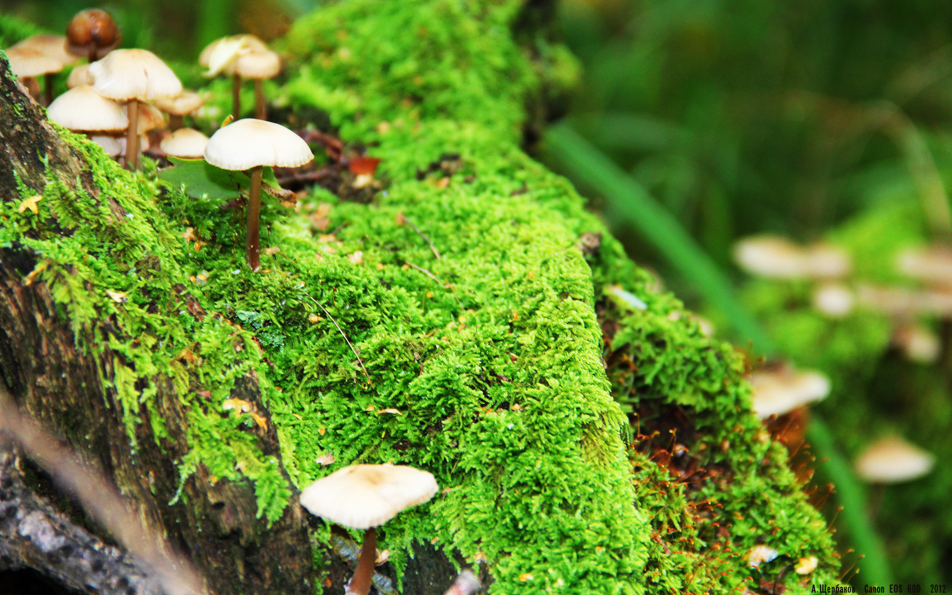 【现场实测】裁判用电子判罚系统争议解析，哪些项目适合电子裁判